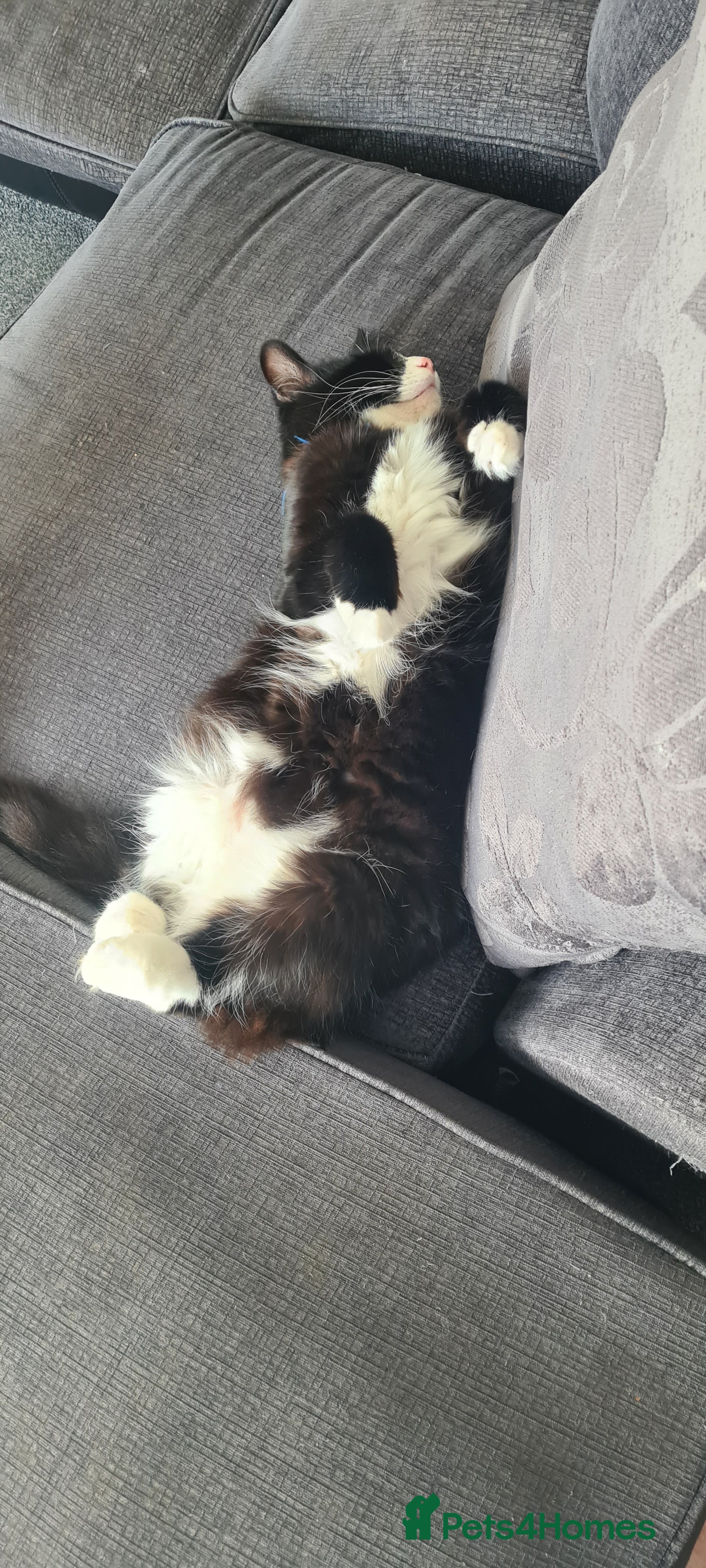 British Shorthair cats 5year old male cat - Advert 1