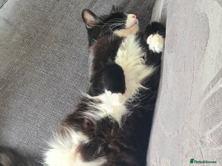 British Shorthair cats 5year old male cat - Advert 1