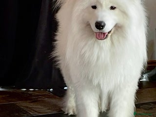 Samoyed dogs in Exeter - Advert 7