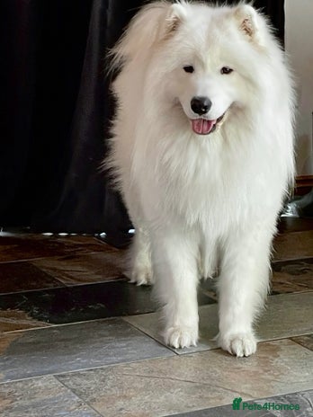Samoyed dogs in Exeter - Advert 1
