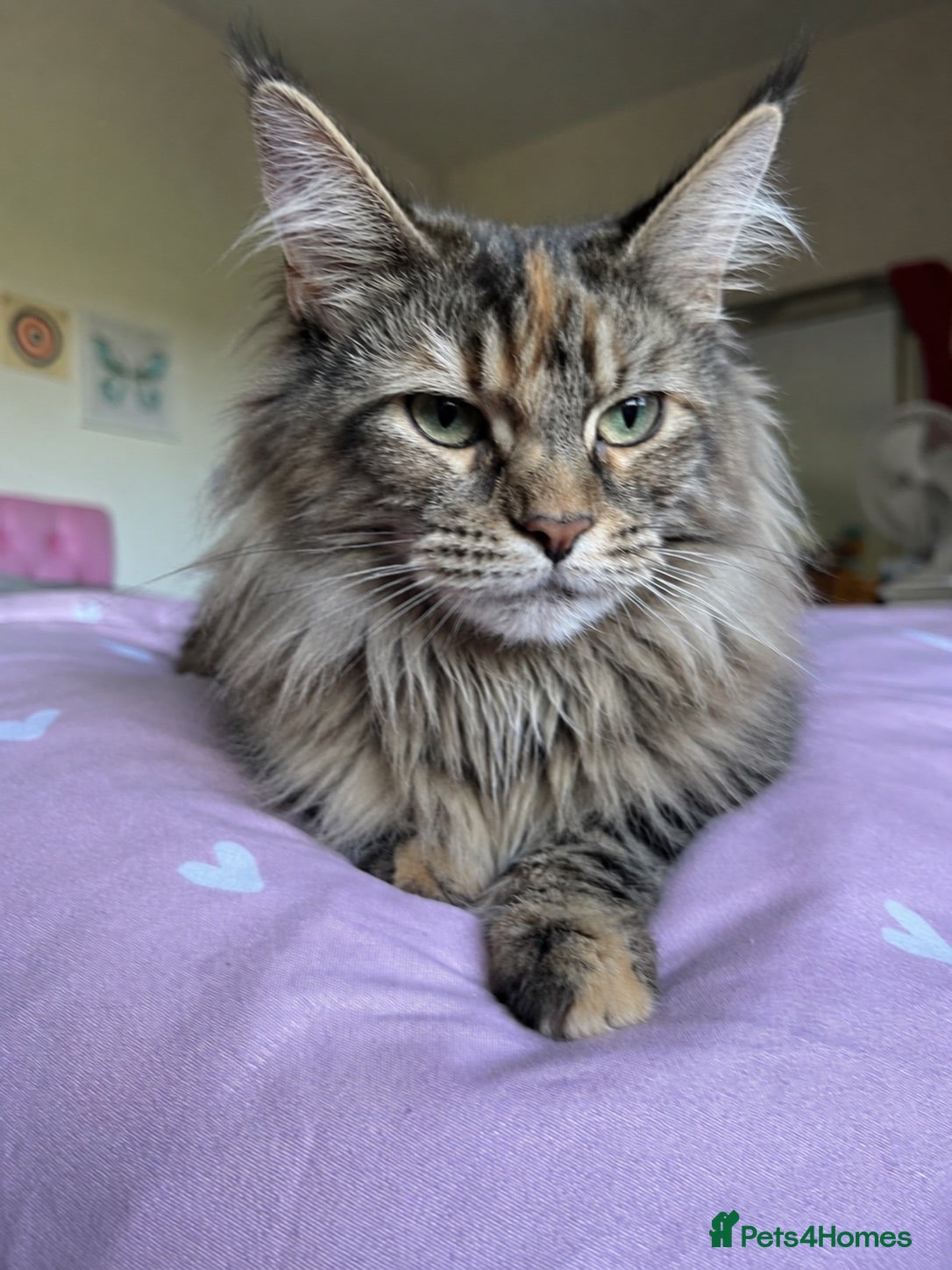 Mixed Breed cats Beautiful Maine Coon Mix Kittens - Advert 2