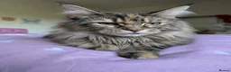 Mixed Breed cats for sale: Beautiful Maine Coon Mix Kittens - Advert 1