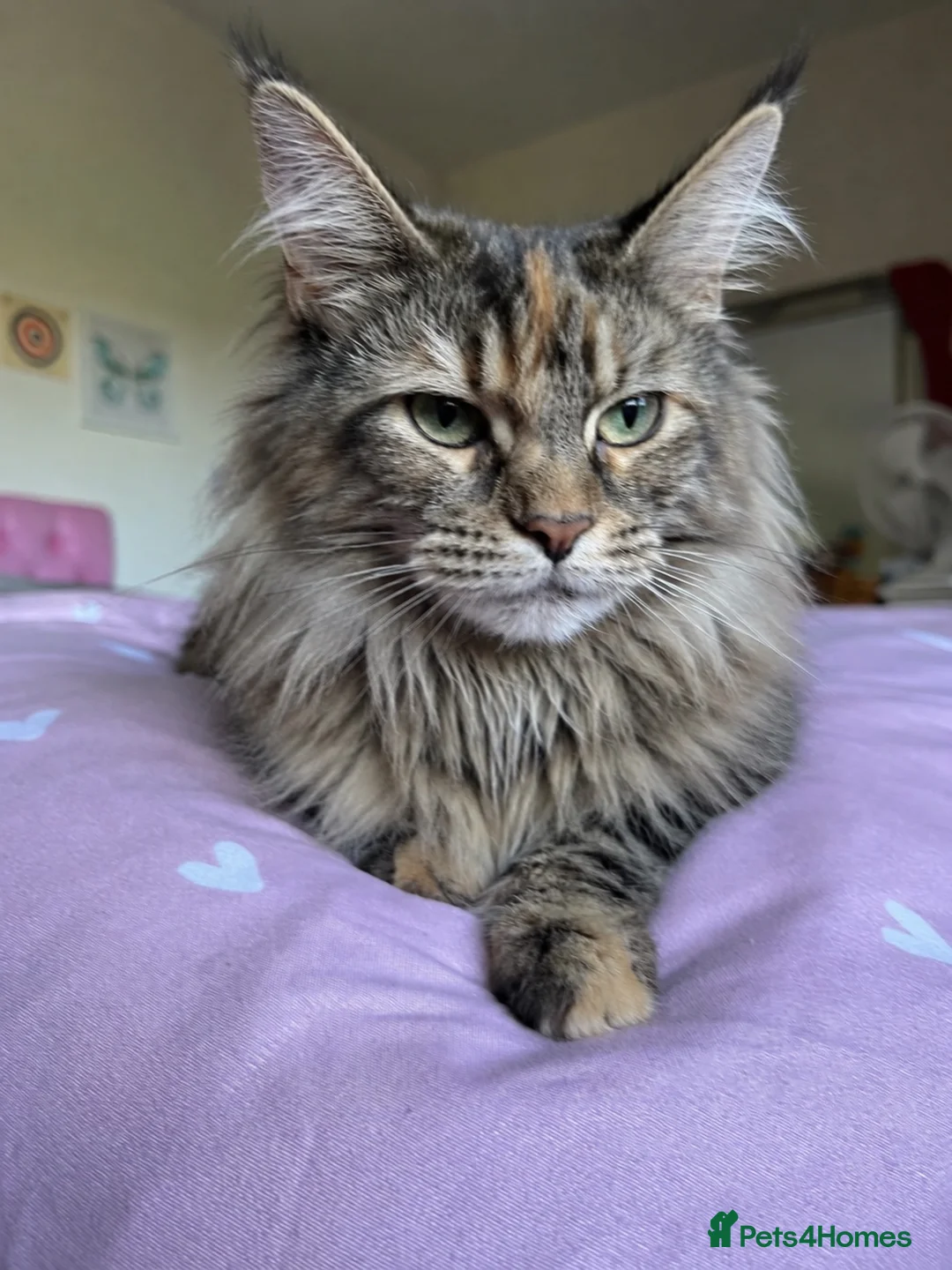 Mixed Breed cats for sale: Beautiful Maine Coon Mix Kittens - Advert 1