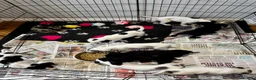 Mixed Breed dogs for sale: Gorgeous Whippet x Poodle puppies - Advert 3