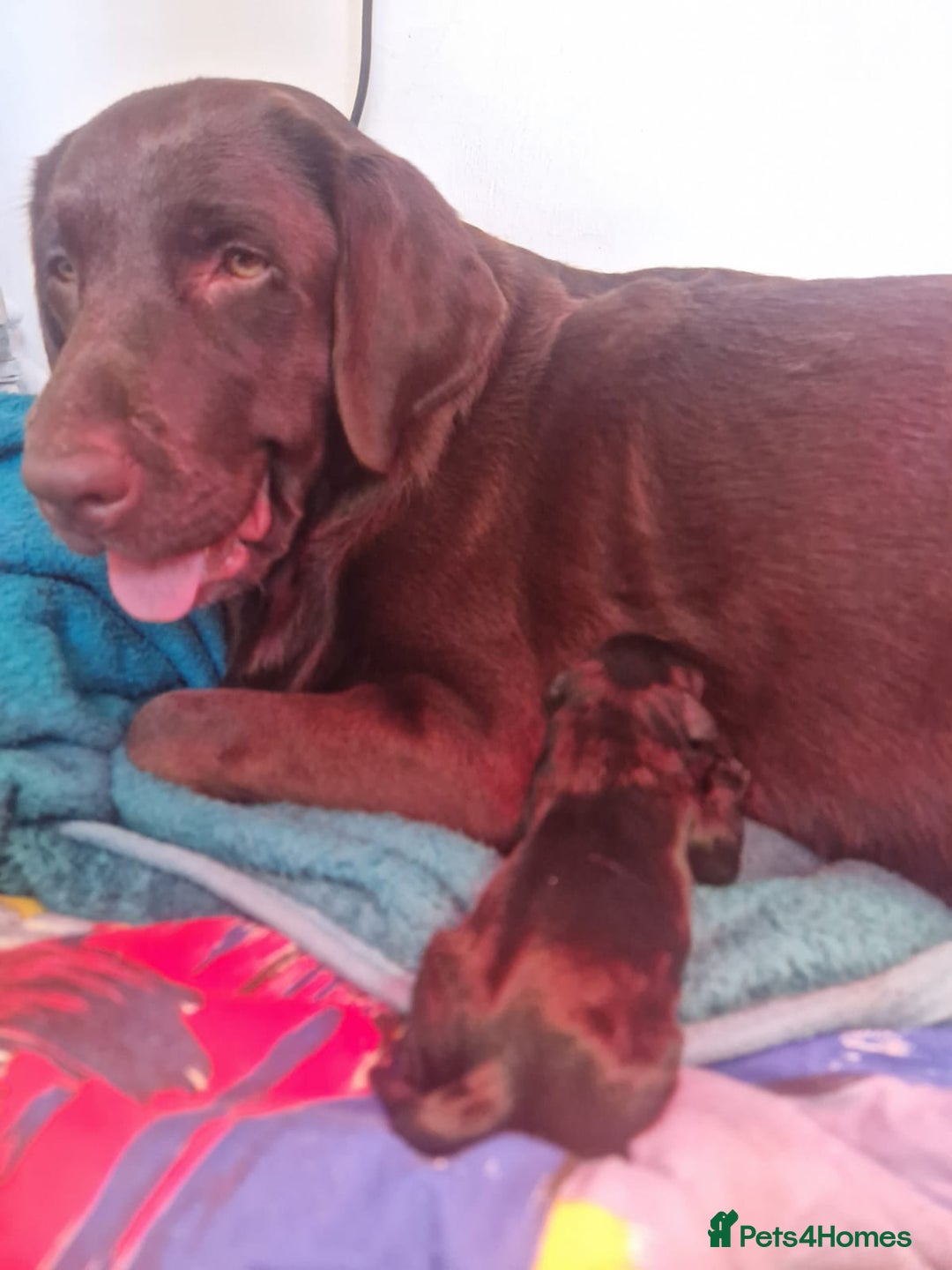 Labrador Retriever dogs for sale: Labrador  - Image 6