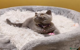 British Shorthair cats for sale: OUTSTANDING🏆PEDIGREE🎖CH SIRED in Dudley - Image 3