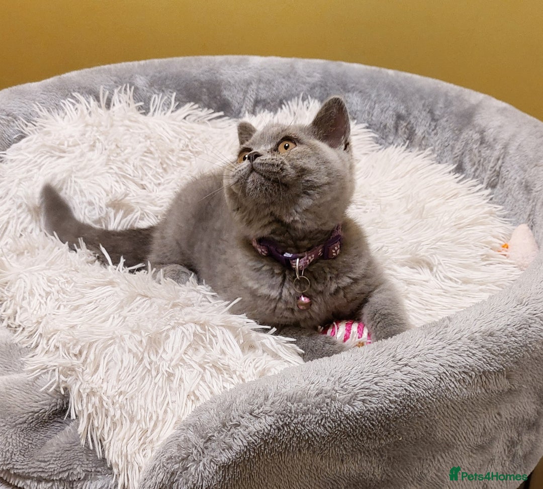 British Shorthair cats for sale: OUTSTANDING🏆PEDIGREE🎖CH SIRED in Dudley - Image 3
