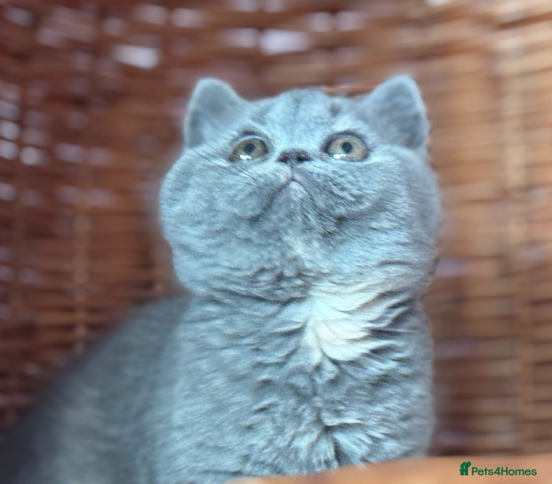 British Shorthair cats for sale: Blue tortie ready from Friday TICA can deliver  - Advert 6