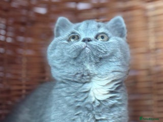 British Shorthair cats Tica reg blue tortie female kitten (20 December ) - Advert 1