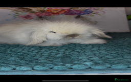 Mini Lion Lop rabbits for sale: Gorgeous fluffy mini lion lop baby bunnies - Image 4