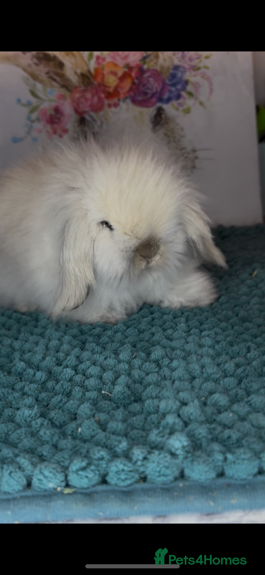 Mini Lion Lop rabbits for sale: Gorgeous fluffy mini lion lop baby bunnies - Image 4