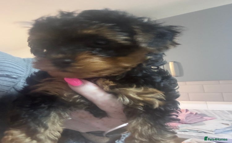 Yorkiepoo dogs - Advert 1