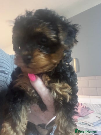 Yorkiepoo dogs - Advert 1