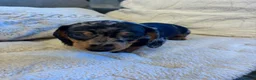 Miniature Dachshund dogs for sale: Miniature dachshund  - Advert 22