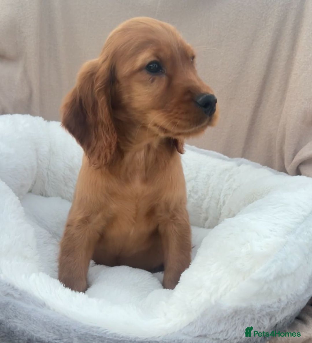Cockapoo dogs for sale: 2 male cockapoo puppies for sale  - Advert 4