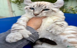 Keetso cats for sale: Breath taking polydactyl curled eared girl  - Image 29