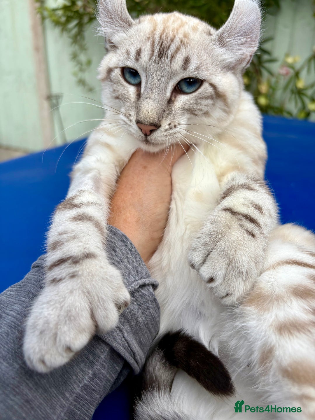 Keetso cats for sale: Breath taking polydactyl curled eared girl  - Image 29