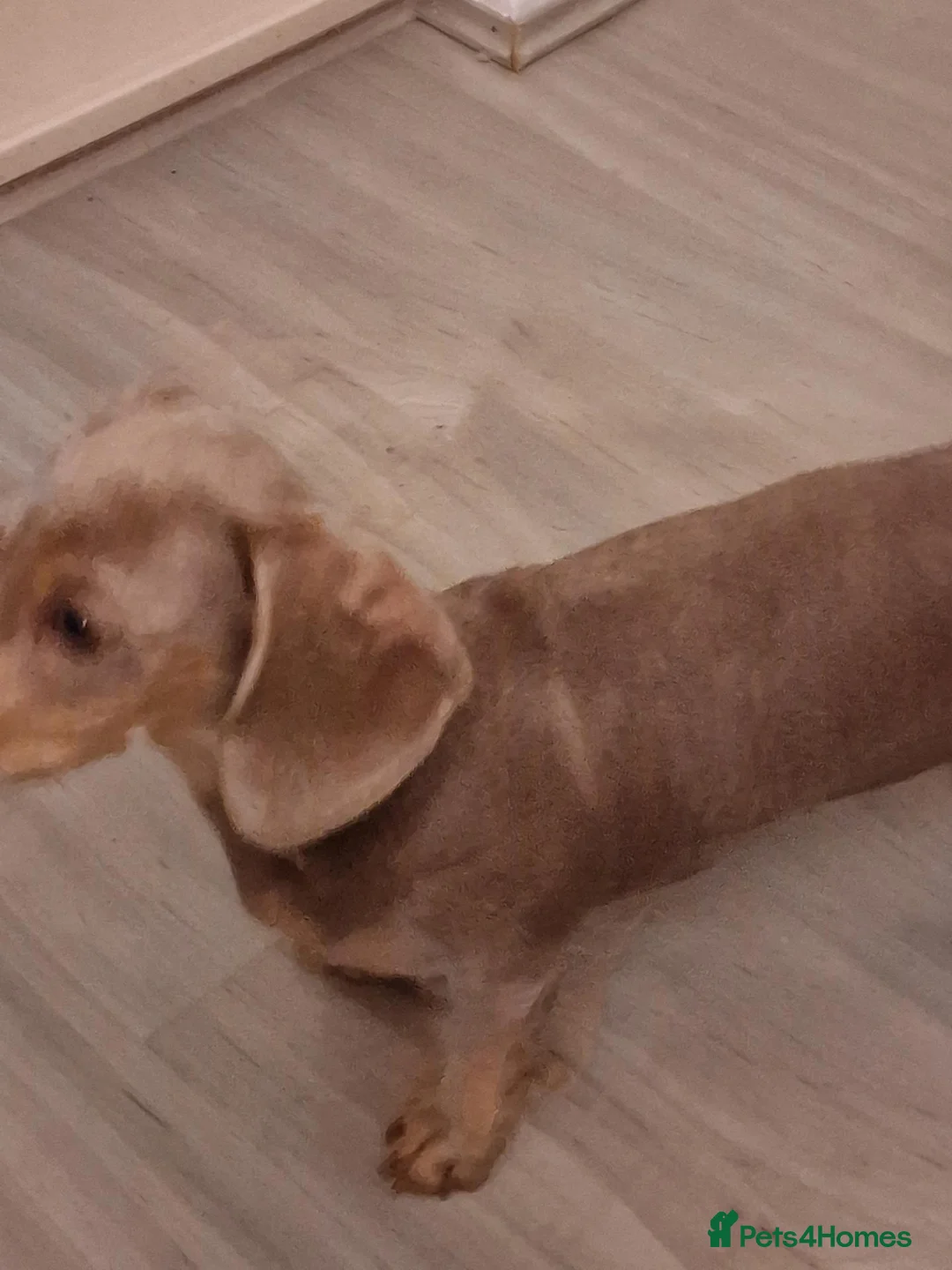 Dachshund dogs for adoption: Miniature dachshund  in Hove - Advert 2