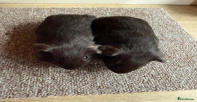 Guinea Pig rodents - Advert 6