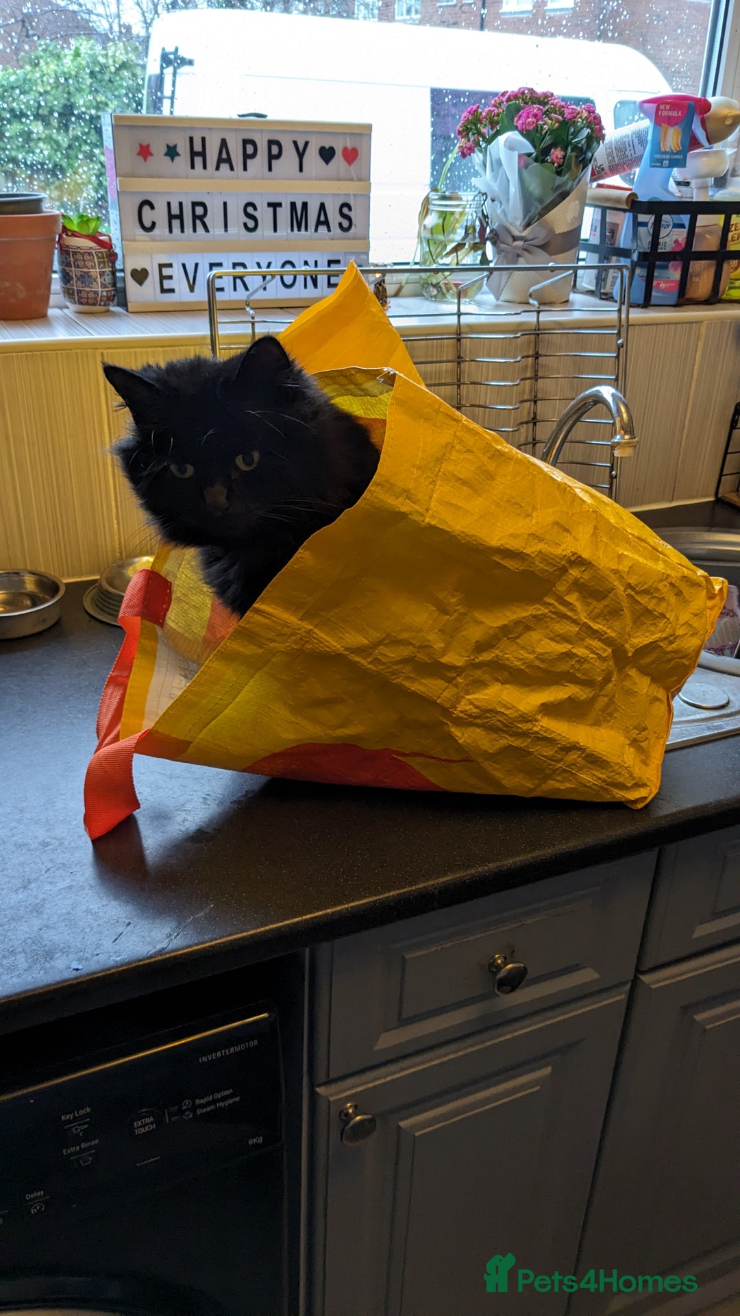 Mixed Breed cats for sale: Loving Home for a black fluffy cat - Image 7