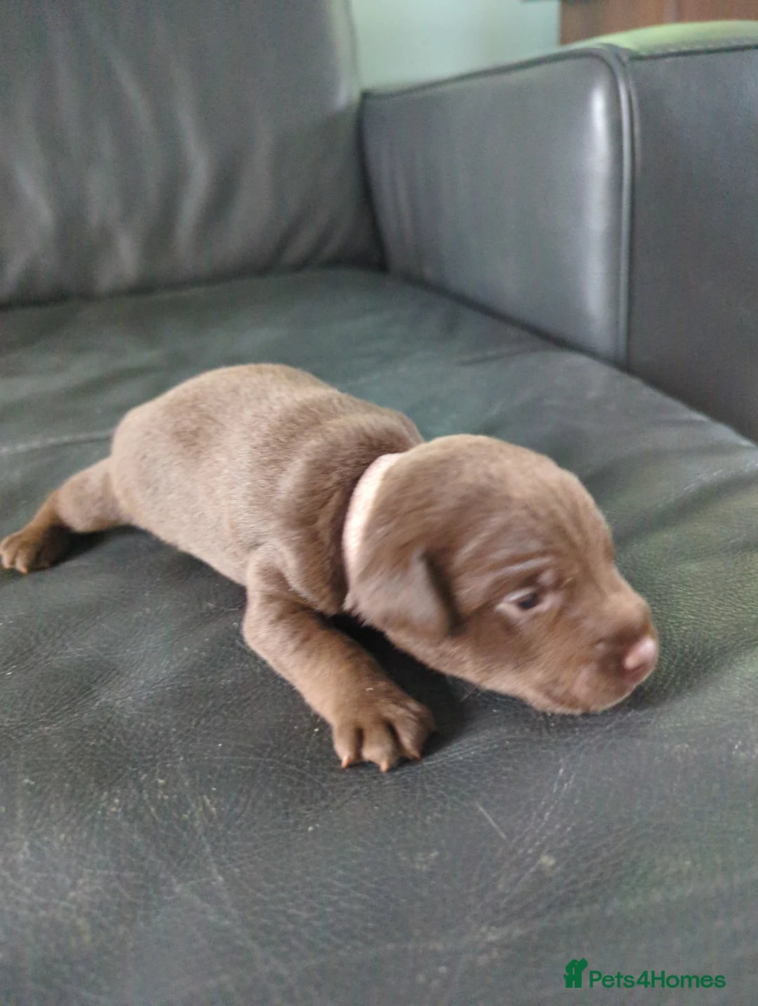 Patterdale Terrier dogs for sale: Pure chocolate, smooth patterdale terrier puppies  - Advert 9