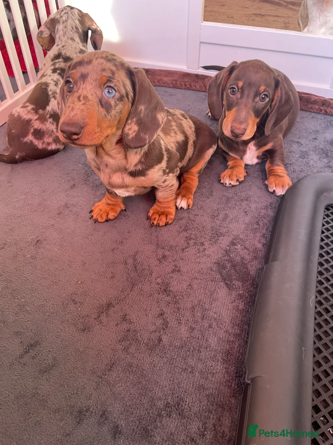 Miniature Dachshund dogs for sale: Miniature dapple piebald puppies - LAST BOY LEFT! - Advert 2