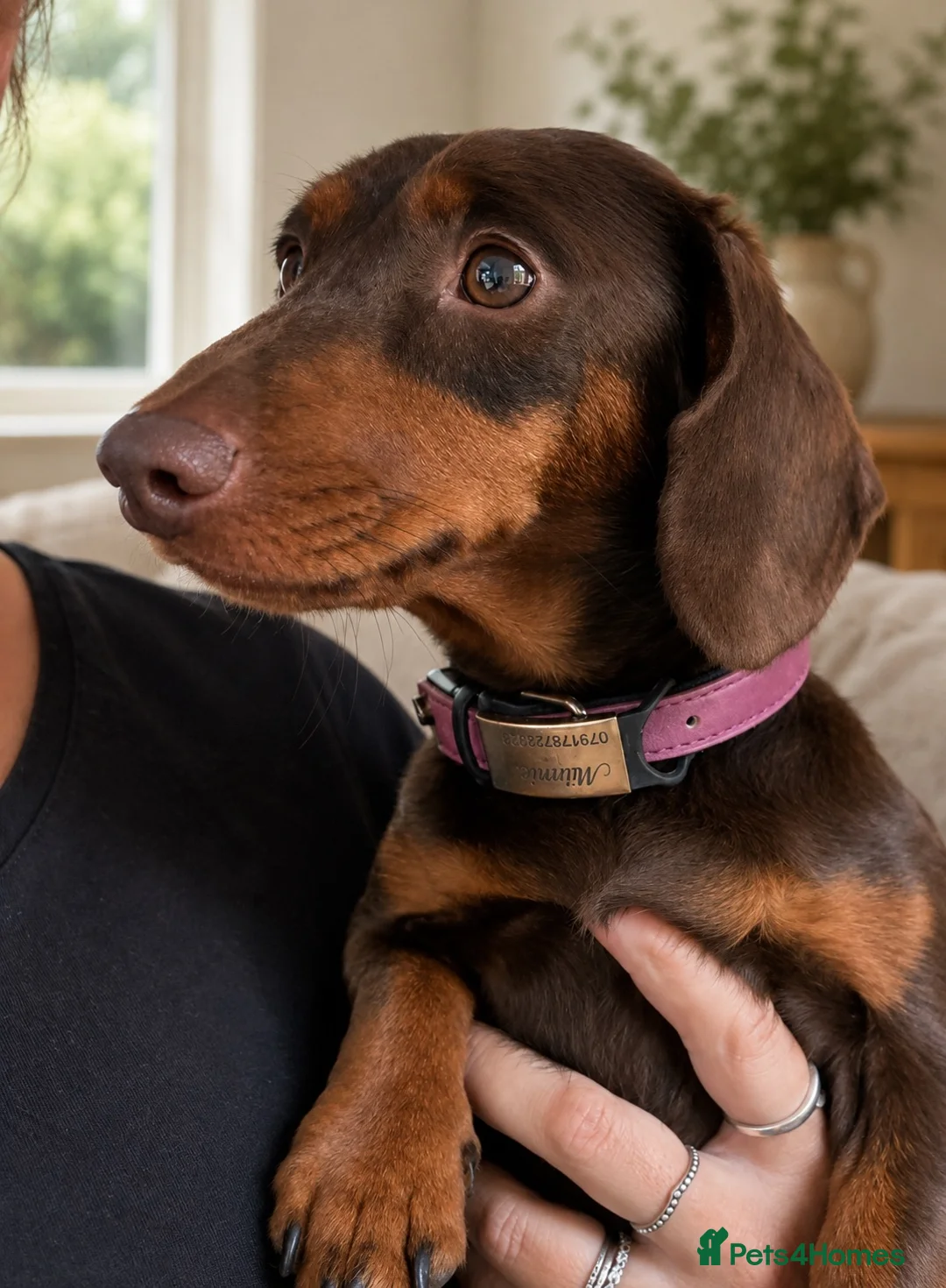 Miniature Dachshund dogs for sale: Two gorgeous girls left. Ready now  - Advert 2