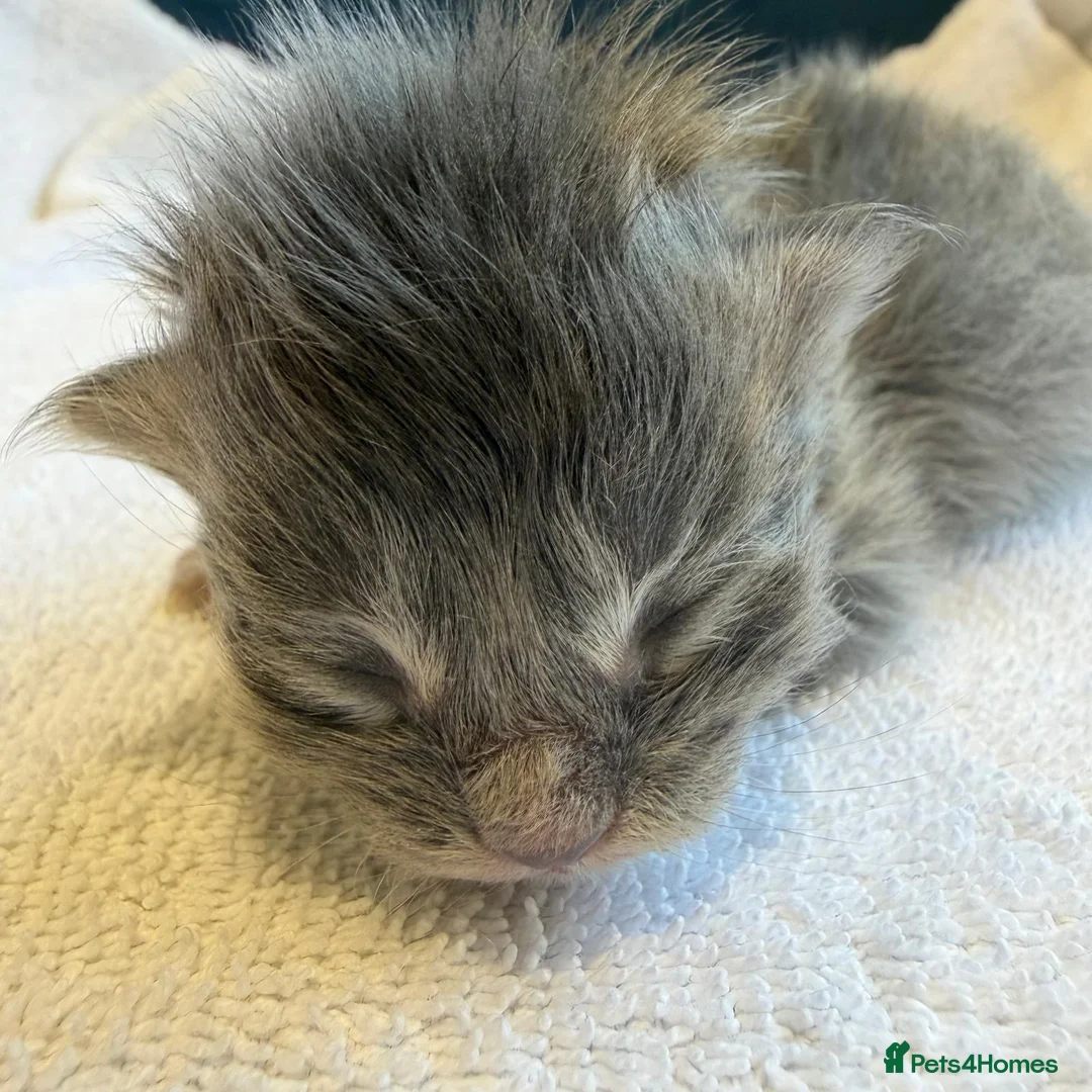 Ragdoll cats for sale: Rare Ragdoll x Maine Coon Kittens - Advert 1