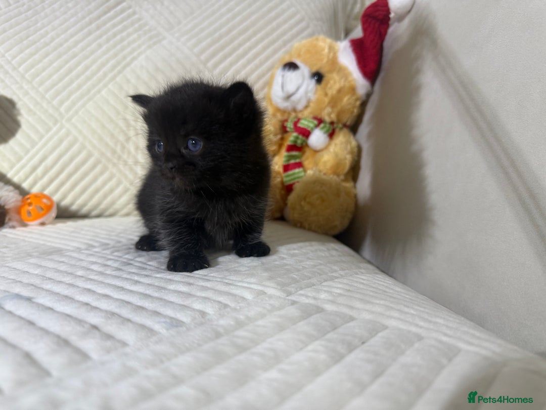 Mixed Breed cats for sale: Beautiful Ragdoll mixed kittens for Sale  - Advert 15