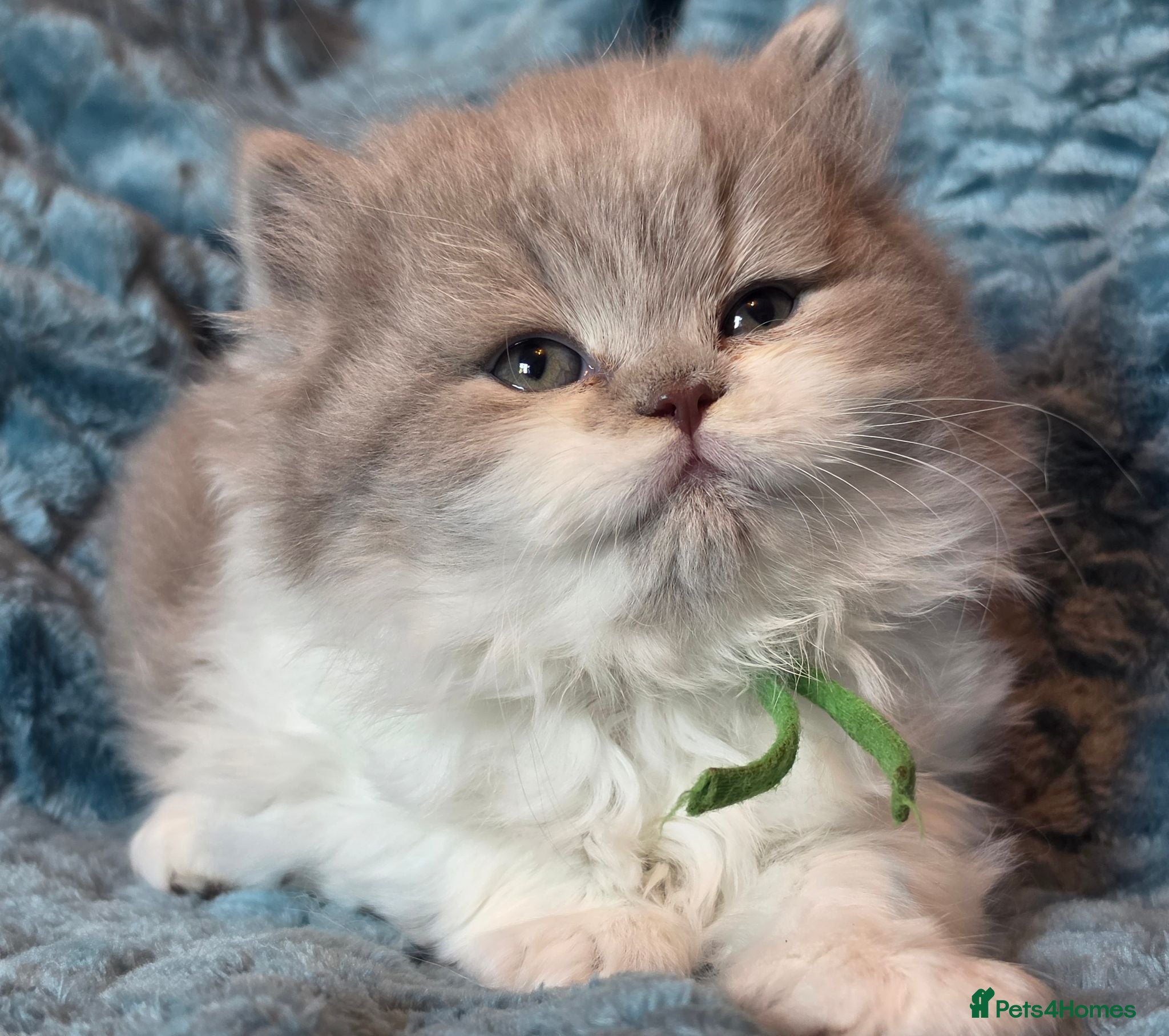 British Longhair cats TICA Registered British longhair kittens - Advert 20