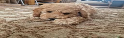 Cockapoo dogs for sale: Beautiful and friendly Cockapoo boy, well handled - Advert 4
