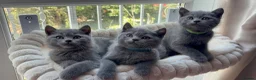 British Shorthair cats for sale: READY NOW ✨ British Shorthair Blue Kittens  - Advert 10