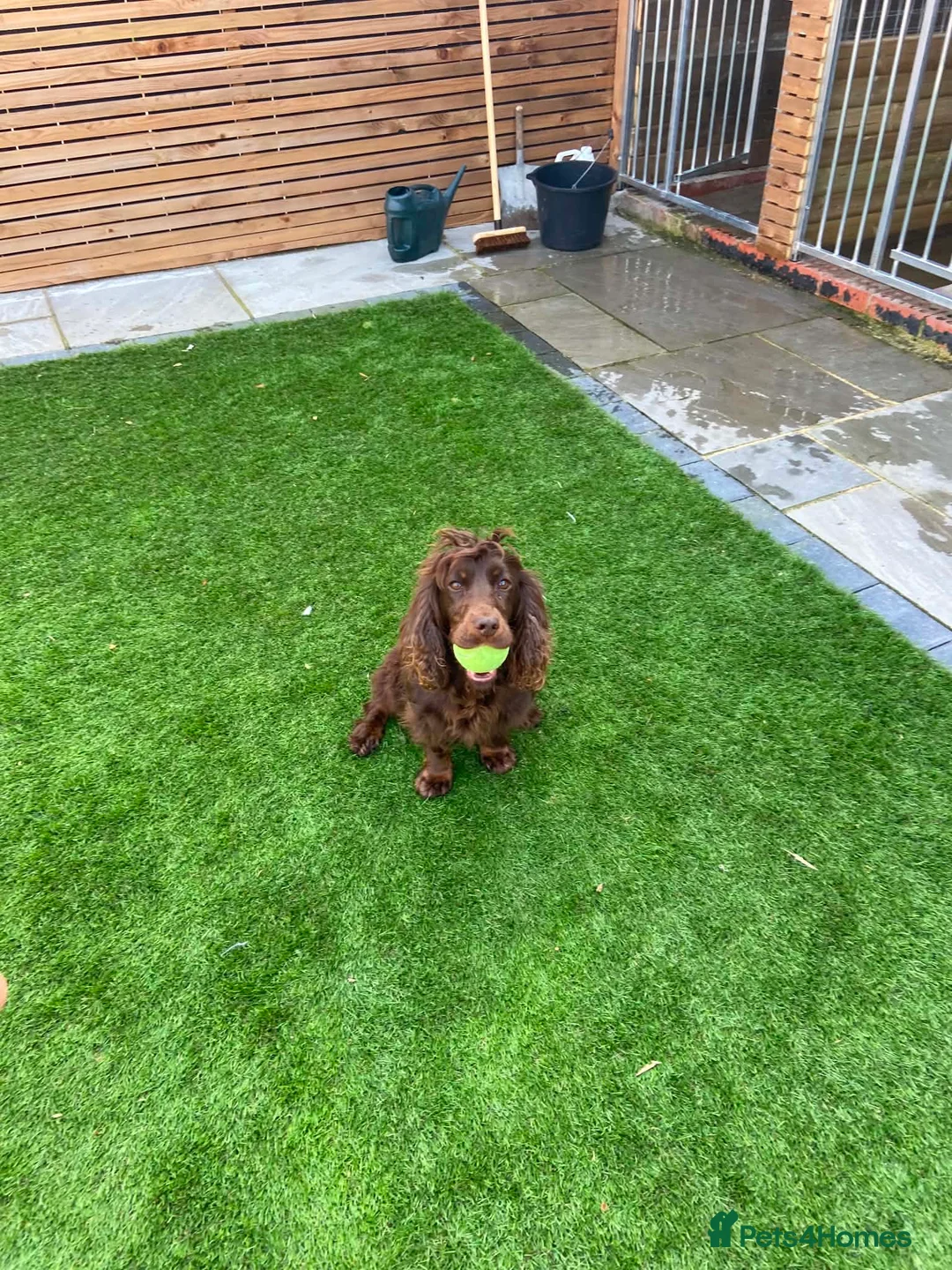 Cocker Spaniel dogs for sale: Black and Tan cocker spaniel girl  - Advert 2