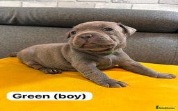 Staffordshire Bull Terrier dogs for sale:   Champion-KC.Reg.Blue Staffordshire Bull Terrier  - Image 21