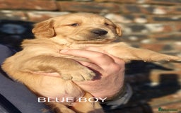 Golden Retriever dogs for sale: KC GOLDEN RETRIEVER PUPPIES, HEALTH SCORED PARENTS - Advert 20