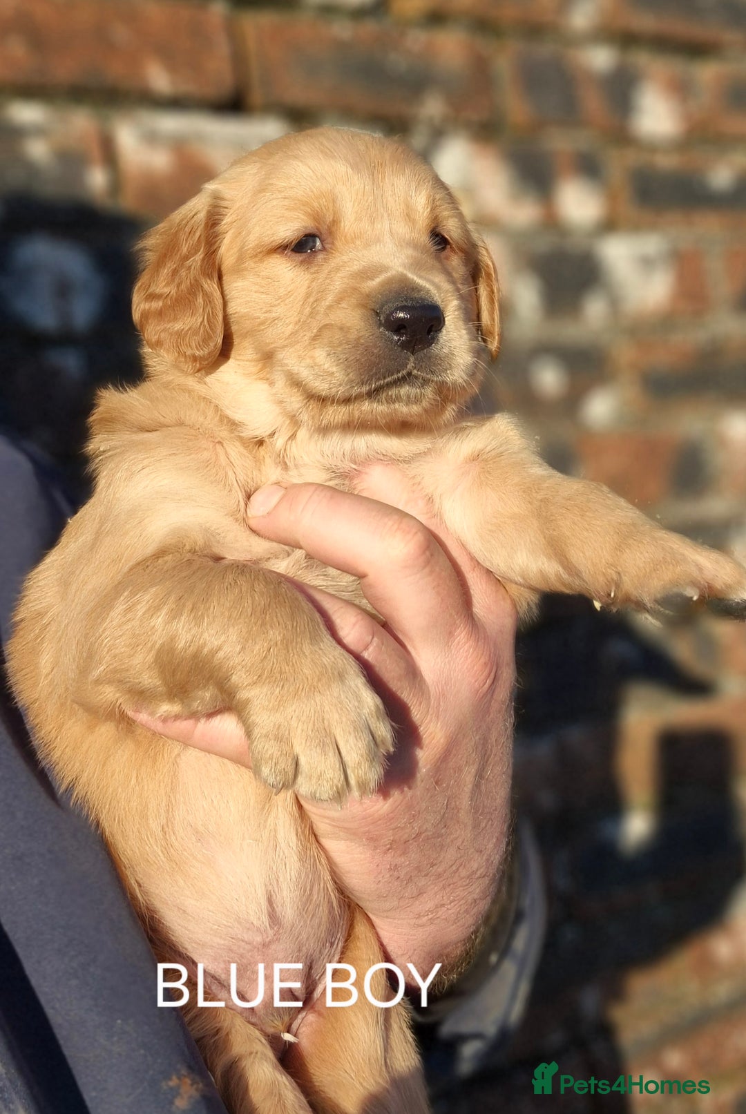 Golden Retriever dogs for sale: KC GOLDEN RETRIEVER PUPPIES, HEALTH SCORED PARENTS - Advert 20