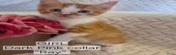 Mixed Breed cats for sale: Beautiful 1/4 maine coon kittens. - Advert 11