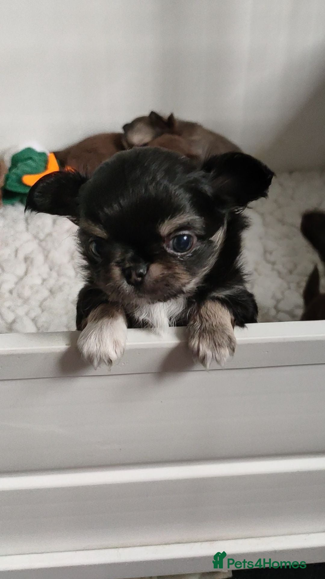 Chihuahua dogs Stunning long coat chihuahua puppy  - Advert 2