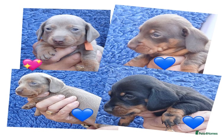 Miniature Dachshund dogs - Advert 14