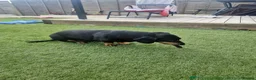 Dachshund dogs for sale: 9 year old dachshund black and tan - Advert 2