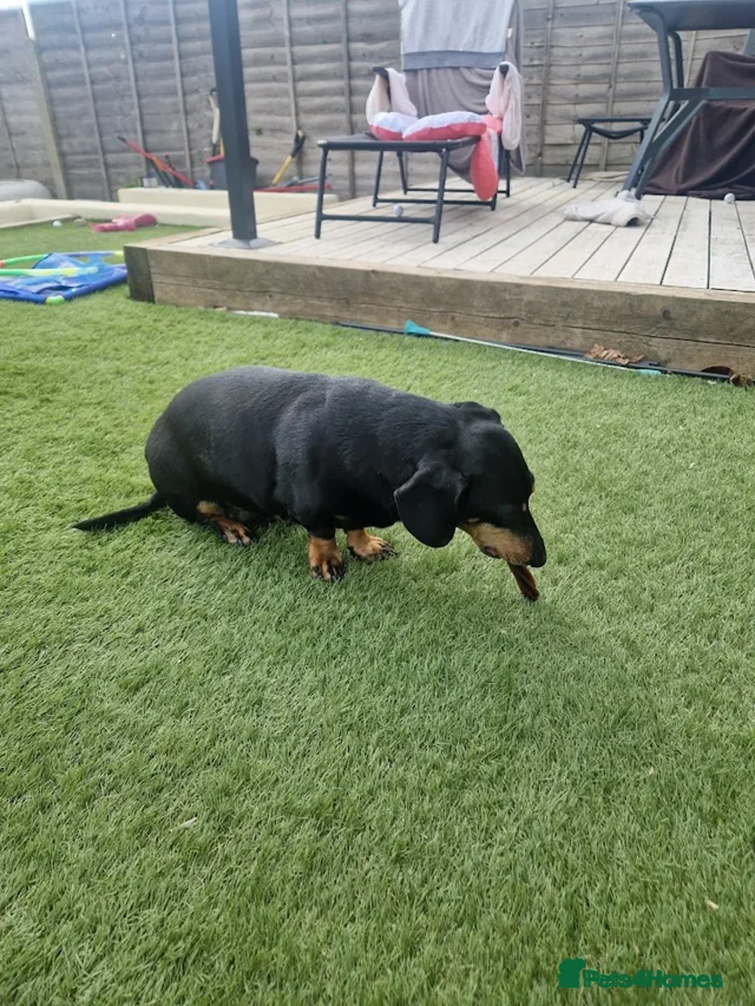 Dachshund dogs for sale: 9 year old dachshund black and tan - Advert 2