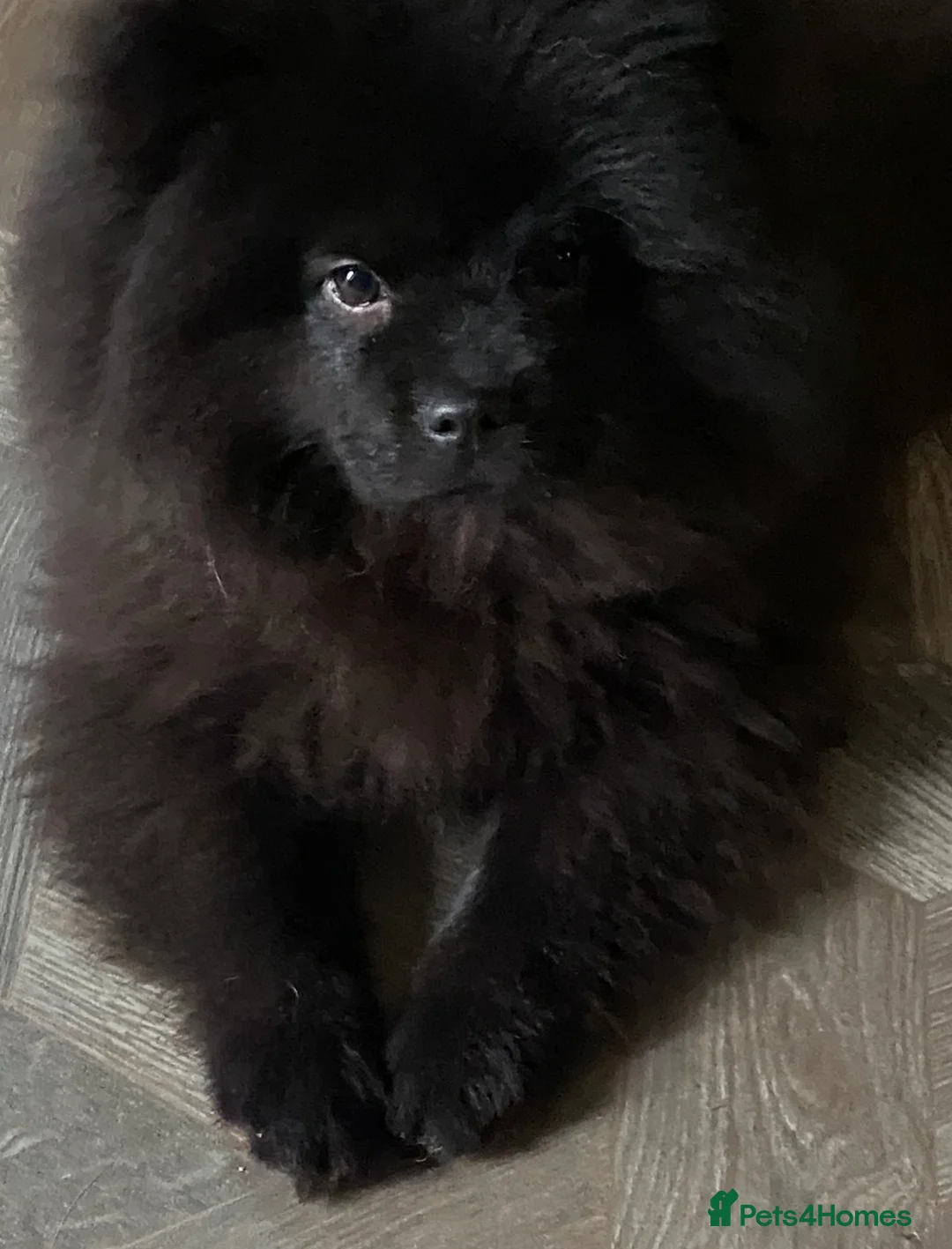 Mixed Breed dogs for sale: For sale 1 unique chowpom Puppy - Advert 2