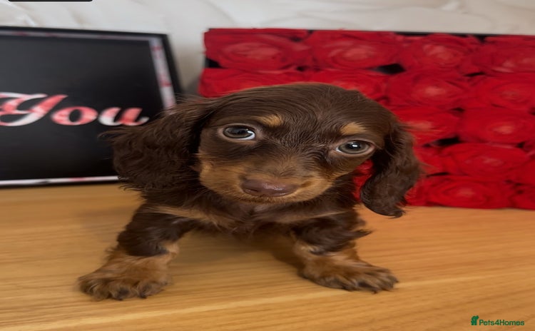 Miniature Dachshund dogs - Advert 1
