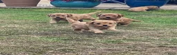 Cavapoo dogs for sale: Quality health tested Cavapoos puppies. - Advert 5
