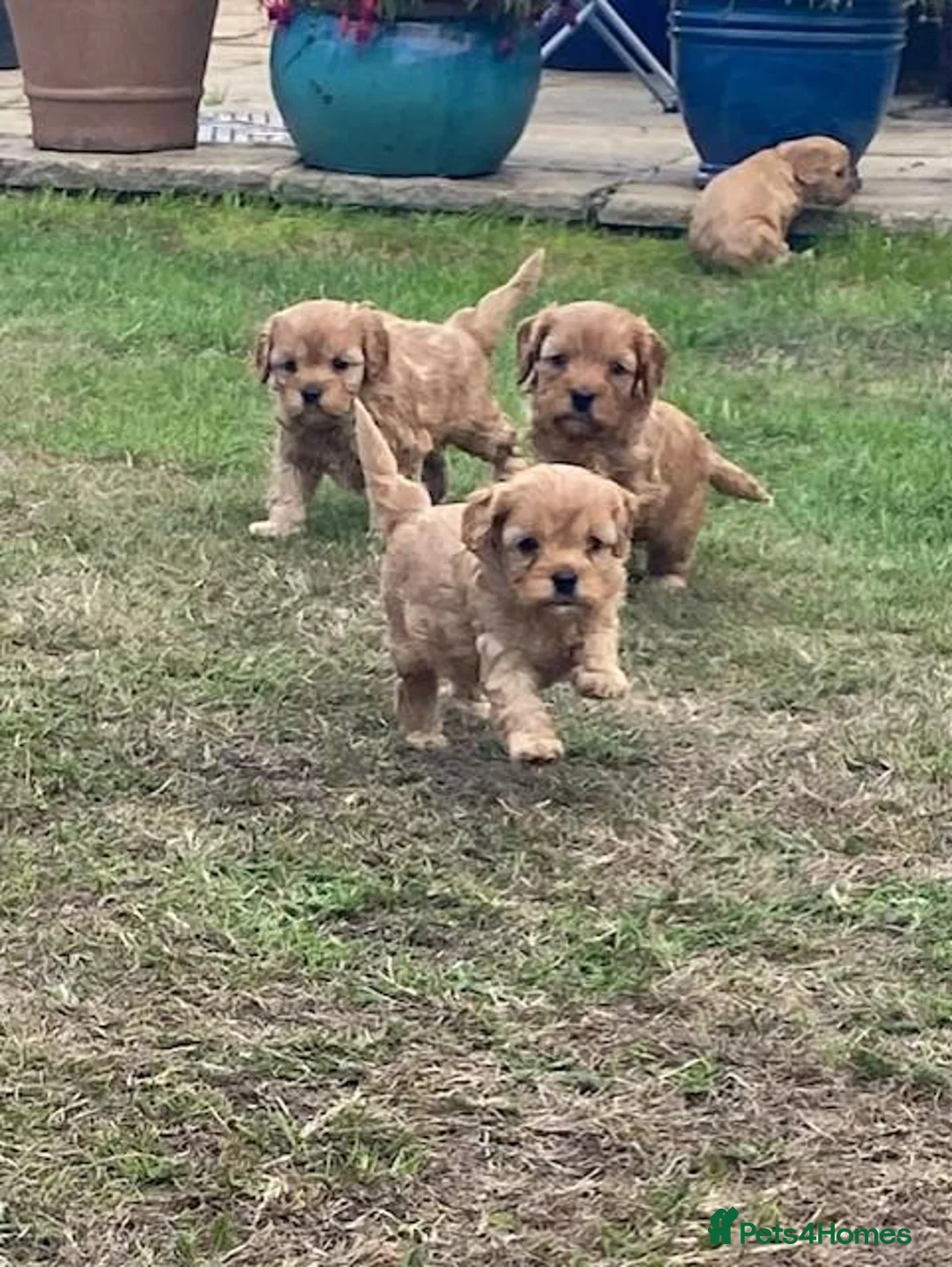 Cavapoo dogs for sale: Quality health tested Cavapoos puppies. - Advert 5
