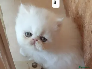 Persian cats GCCF Registered Persian kittens - Advert 15