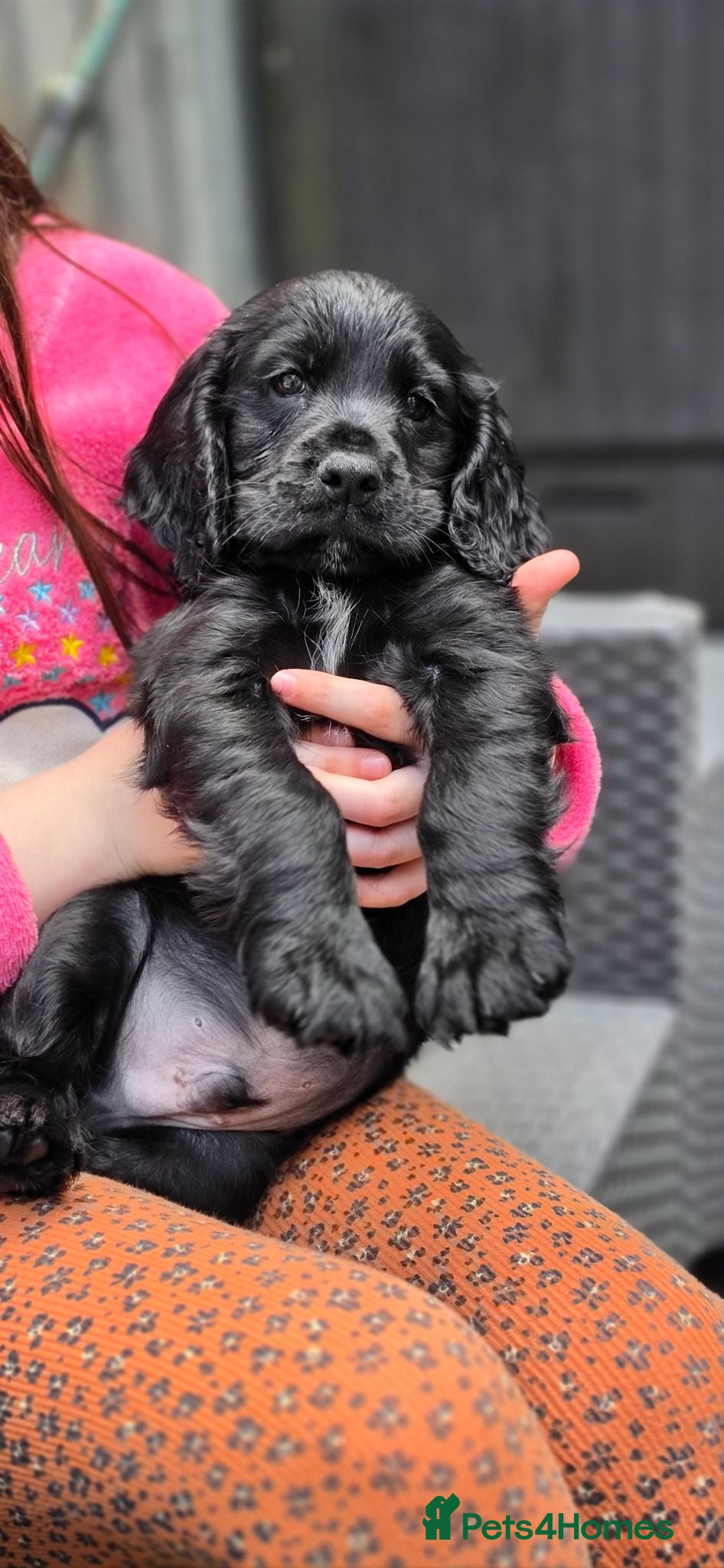 Cocker Spaniel dogs Champion Line Working Cocker Spaniel Puppies  - Advert 16