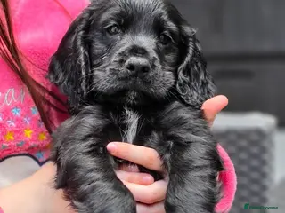 Cocker Spaniel dogs Champion Line Working Cocker Spaniel Puppies - Advert 16