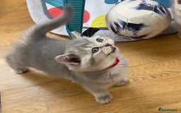 British Shorthair cats for sale: GCCF British Shorthair Kittens– Champion Lines - Image 16