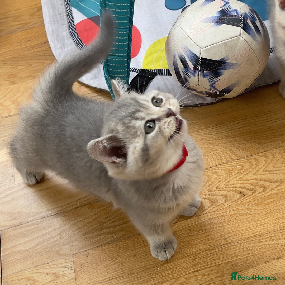 British Shorthair cats for sale: GCCF British Shorthair Kittens– Champion Lines - Image 16